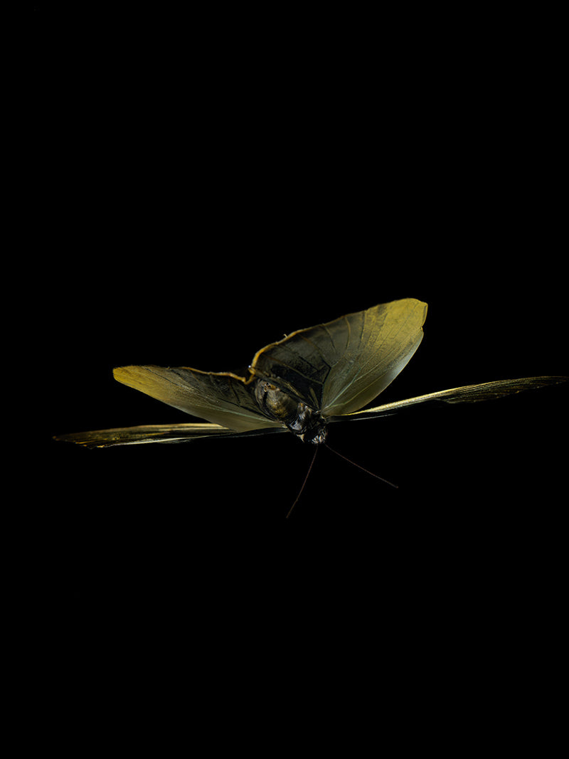 Butterfly portrait held underwater with folded wing and enchanting and silver light