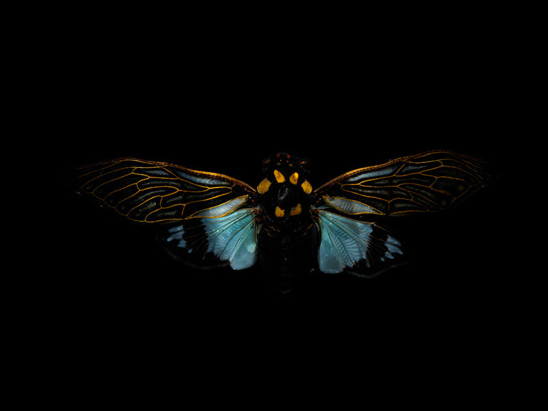 Quiet still life unfurling underwater with soft refraction in pale light