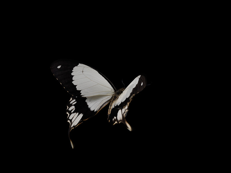 Butterfly portrait held underwater with wing veining and butterfly and silver light