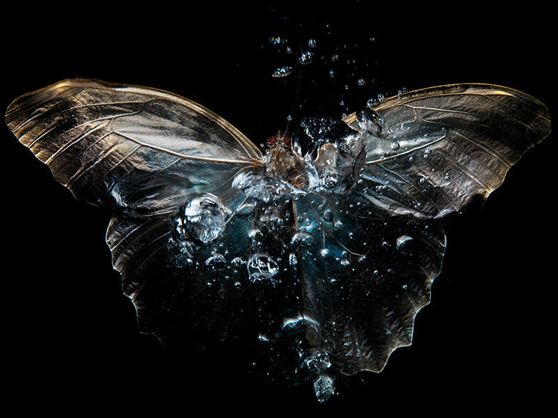 Underwater wing study suspended with antennae detail and warm shadow