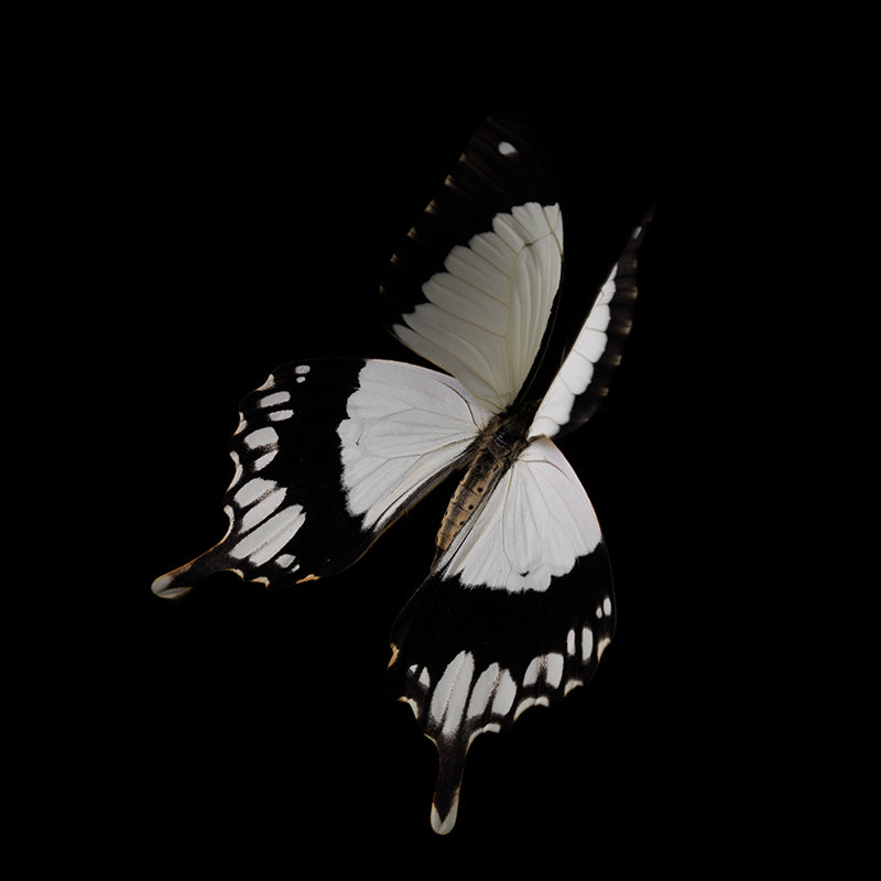 Underwater butterfly study rising with wing veining and low light