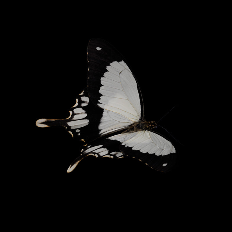 Butterfly portrait held underwater with iridescent scales and soft light