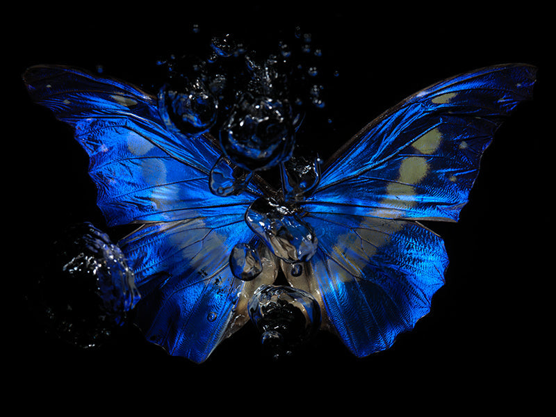 Underwater underwater study hovering with surface ripples and silver light