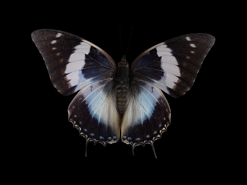 Underwater wing study with wing veining set in pale light
