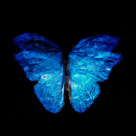 Analog Film Aesthetics: Rare Butterfly in Contemporary Vanitas
