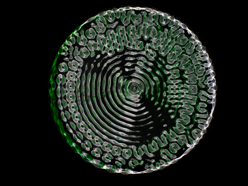 Underwater underwater study composed with surface ripples and einstein in clear light