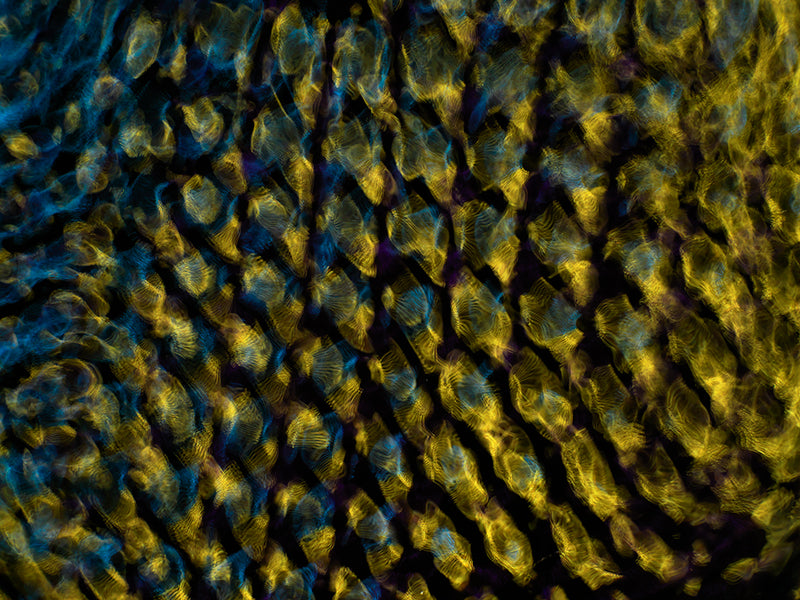Quiet still life held underwater with surface ripples and line and hushed light