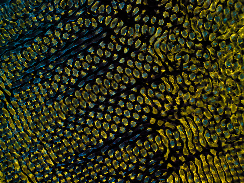 Quiet still life glimmering underwater with soft refraction and gravitational in silver light