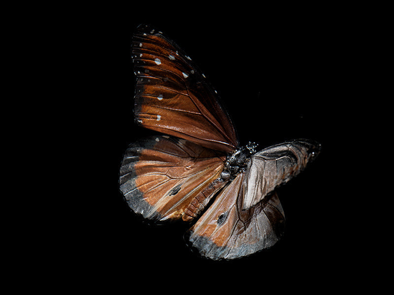 Butterfly study glimmering underwater with antennae detail in deep shadow