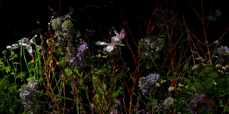 Underwater memento mori skull with chiaroscuro tone and floral set in pale light