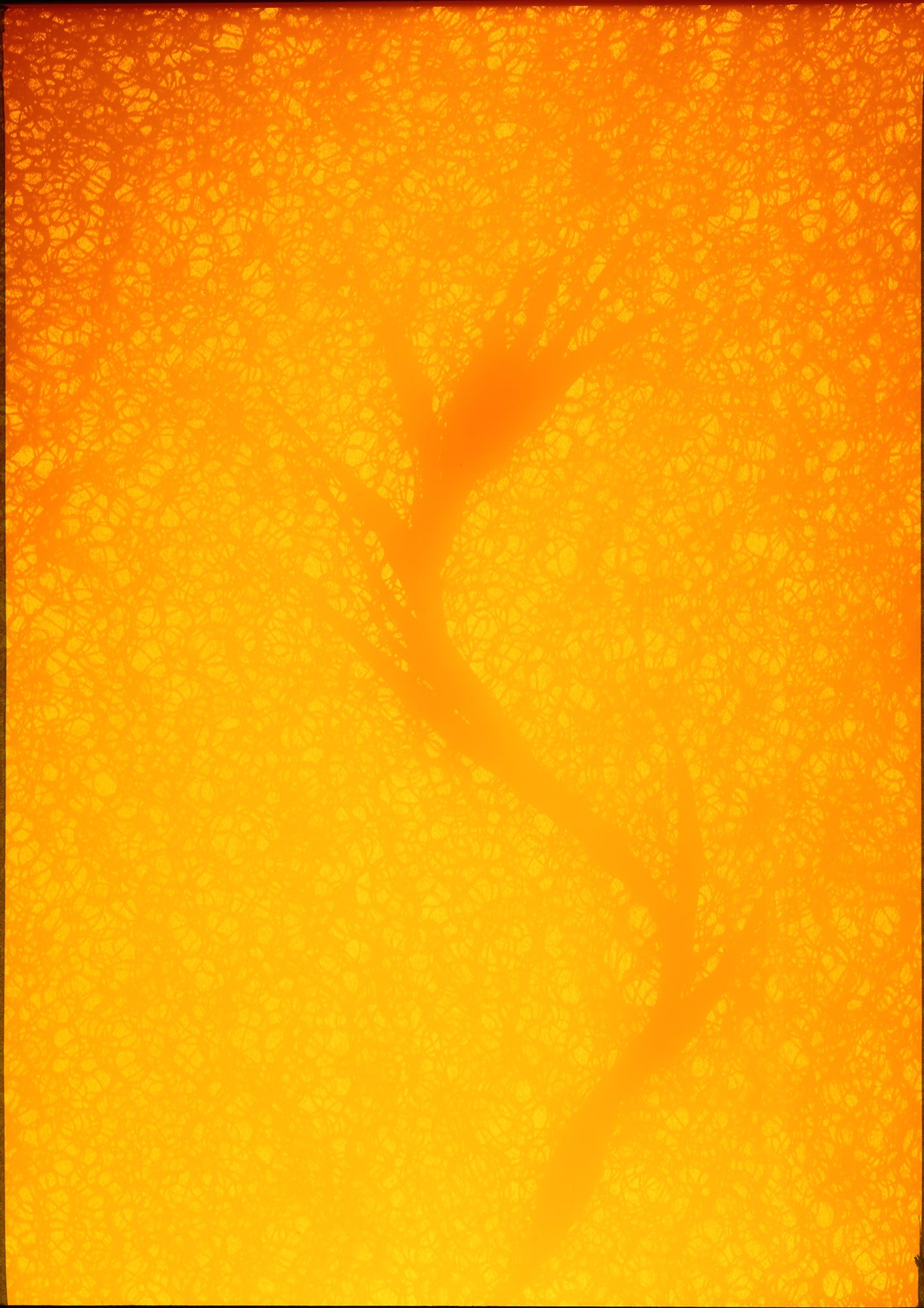 Shoreline photogram using retrieved plastic with warm luminous tonality
