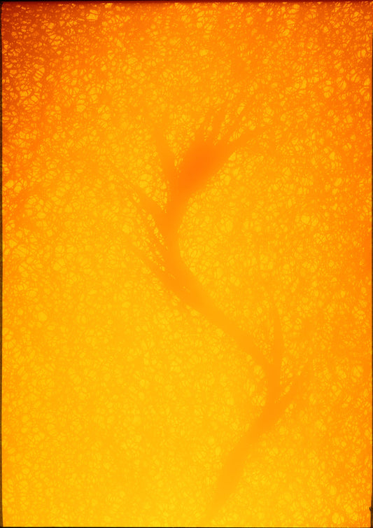 Shoreline photogram using retrieved plastic with warm luminous tonality