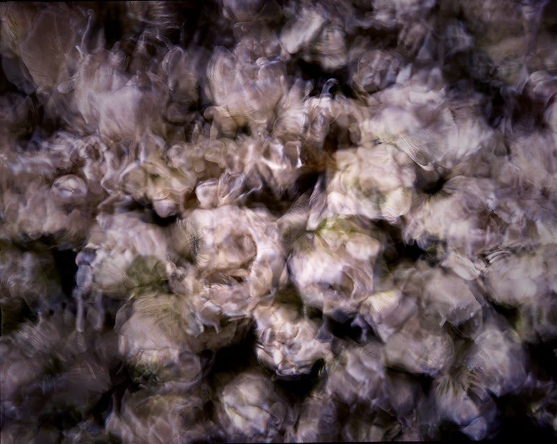 Flower study underwater in hushed light with bloom edges