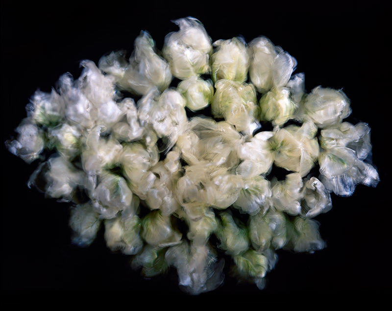 Underwater rose study unfurling with pollen dust and floral and hushed light