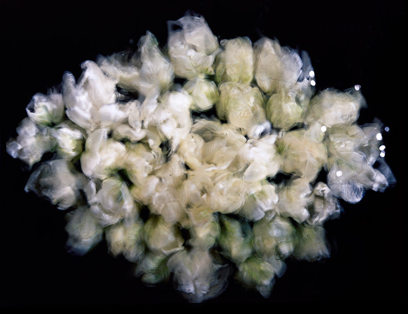 Underwater flower study with bloom edges and film set in low light